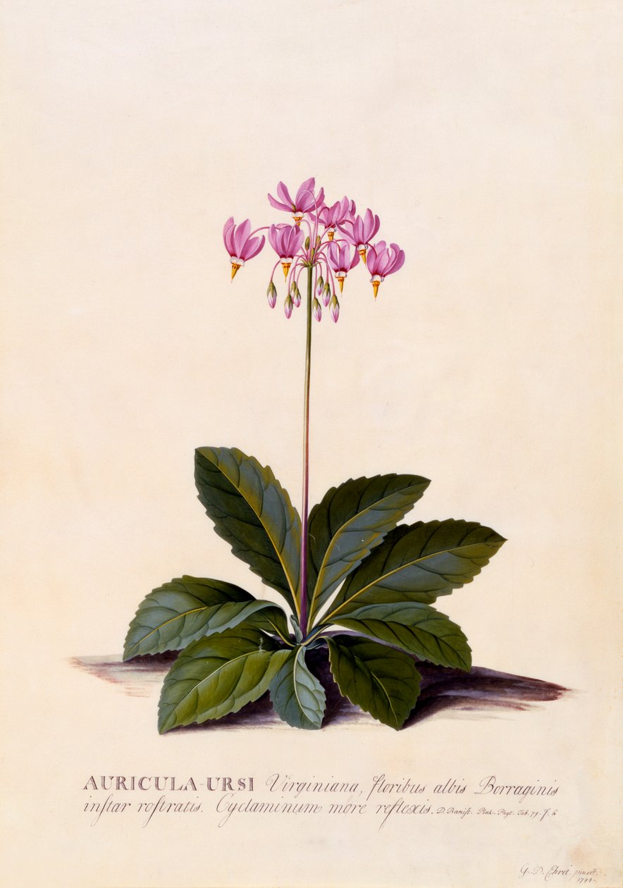 Auricula Ursi spadająca gwiazda, ok. 1930 r. 1744 ręcznie kolorowane grawerowanie. autorstwa "Georg Dionysius Ehret