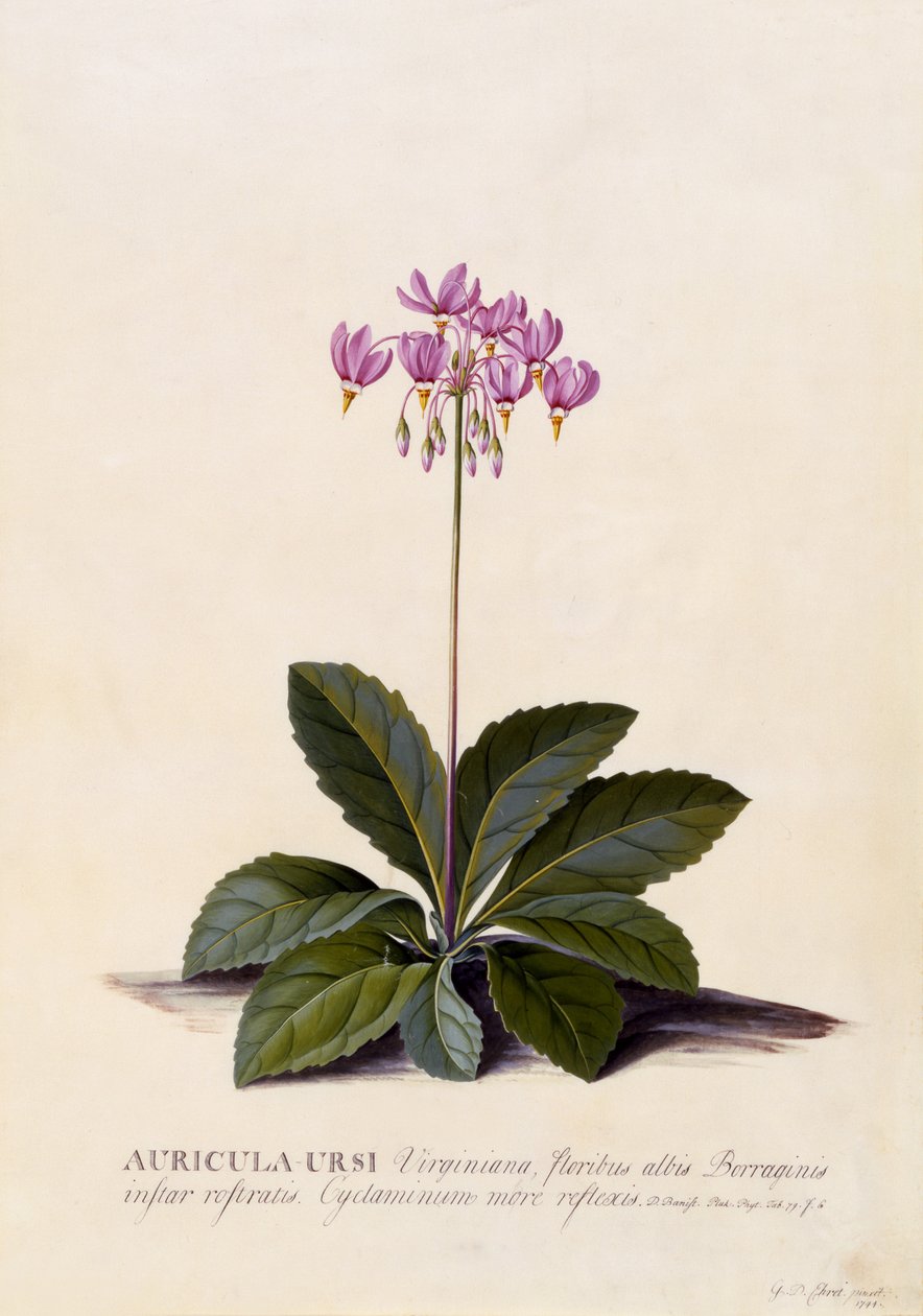 Auricula ursi, spadająca gwiazda, ok. 1744 (ręcznie barwiony grawerunek) autorstwa Georg Dionysius Ehret