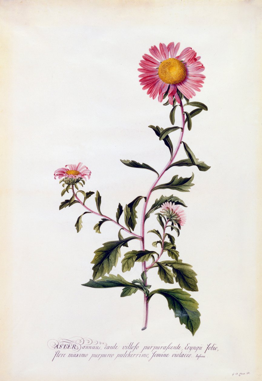 Aster, ok. 1743 ręcznie kolorowane grawerowanie. autorstwa "Georg Dionysius Ehret