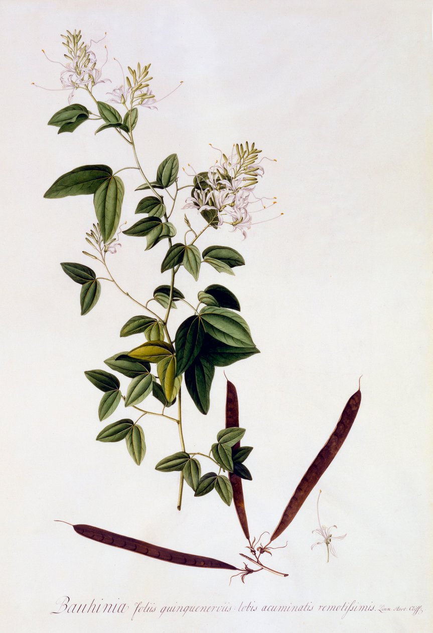 Bauhinia, ok. 1745 ręcznie kolorowany grawerunek. autorstwa "Georg Dionysius Ehret