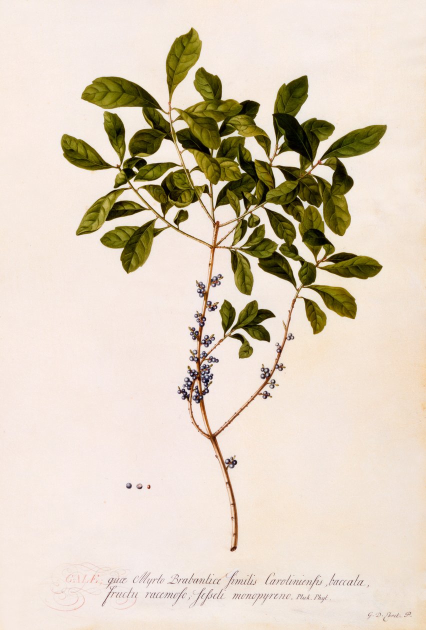 Bayberry lub Mirt. autorstwa "Georg Dionysius Ehret