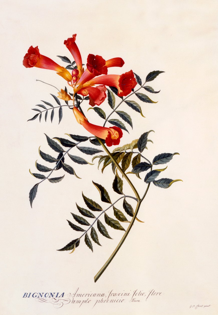 Bignonia Americana, ok. 1743 ręcznie kolorowane grawerowanie. autorstwa "Georg Dionysius Ehret