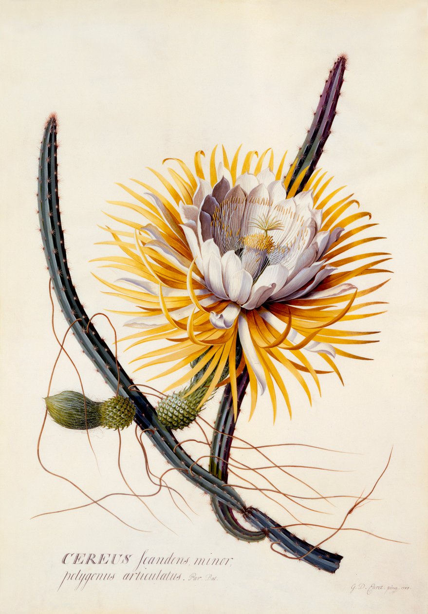 Cereus Królowa Nocy, c. 1744 ręcznie kolorowane grawerowanie. autorstwa "Georg Dionysius Ehret