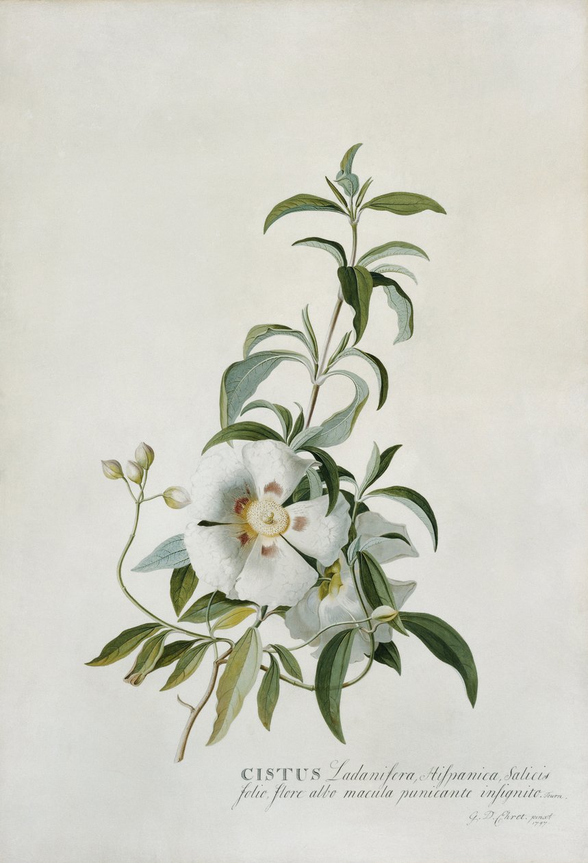 Czystek, 1747 autorstwa Georg Dionysius Ehret