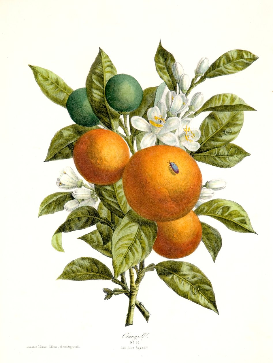 Citrus aurantiacus Pomarańczowy, 1730-1770. autorstwa Georg Dionysius Ehret
