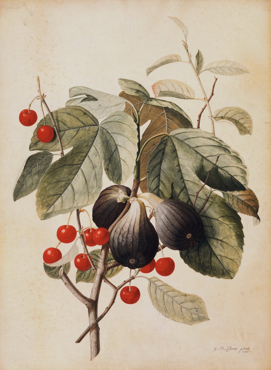 Figi i Wiśnie, 1747 autorstwa Georg Dionysius Ehret