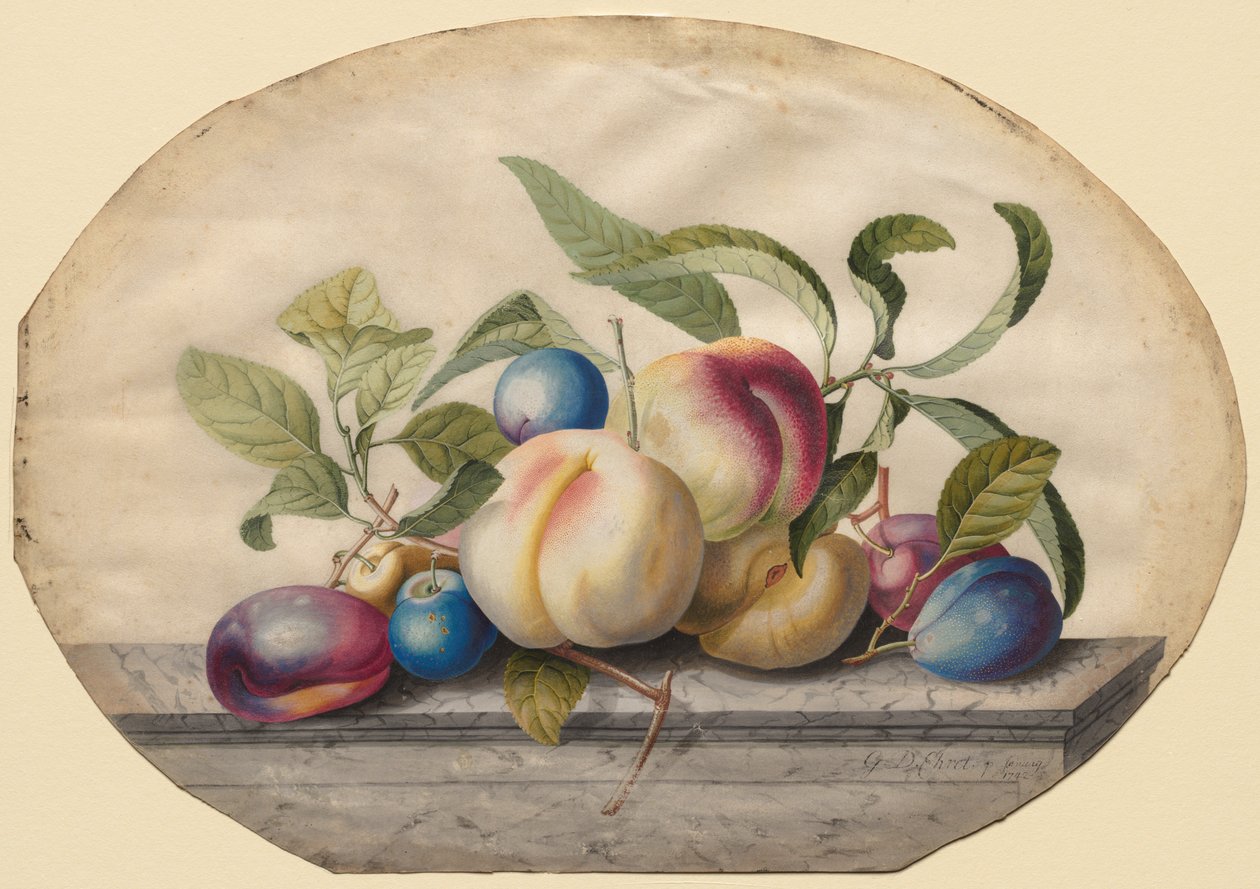 Kompozycja owocowa: brzoskwinie i śliwki na płycie marmurowej, 1742. autorstwa Georg Dionysius Ehret