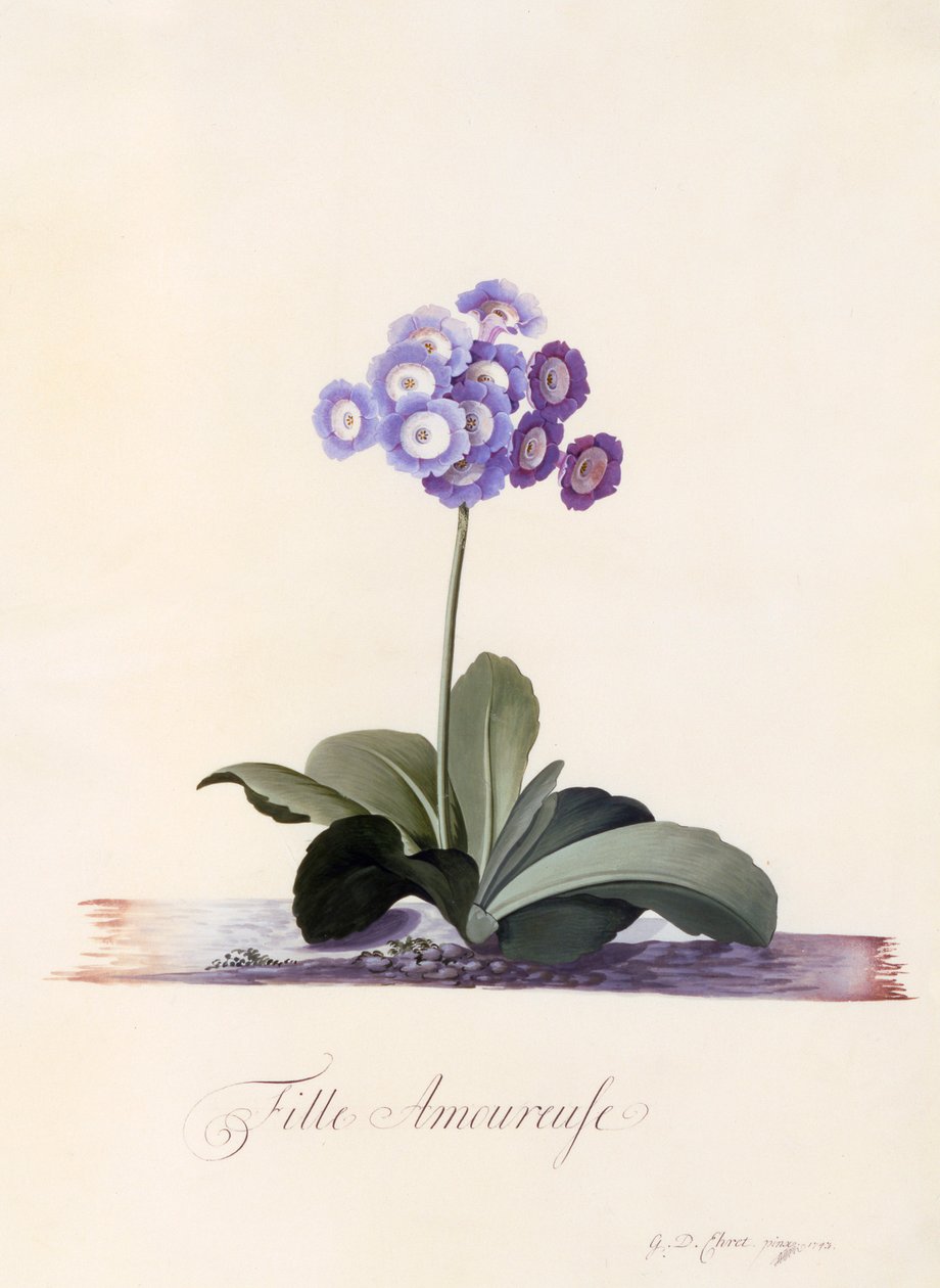 Ogrodowa Auricula Zakochana dziewczyna, ok. 1930 r. 1743 ręcznie kolorowane grawerowanie. autorstwa "Georg Dionysius Ehret