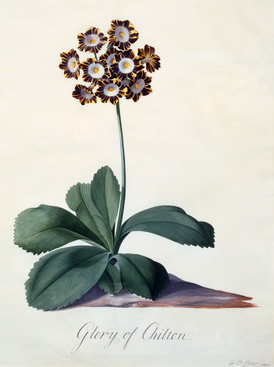 Chwała Chilton ok. 1745 ręcznie kolorowany grawerunek. autorstwa "Georg Dionysius Ehret