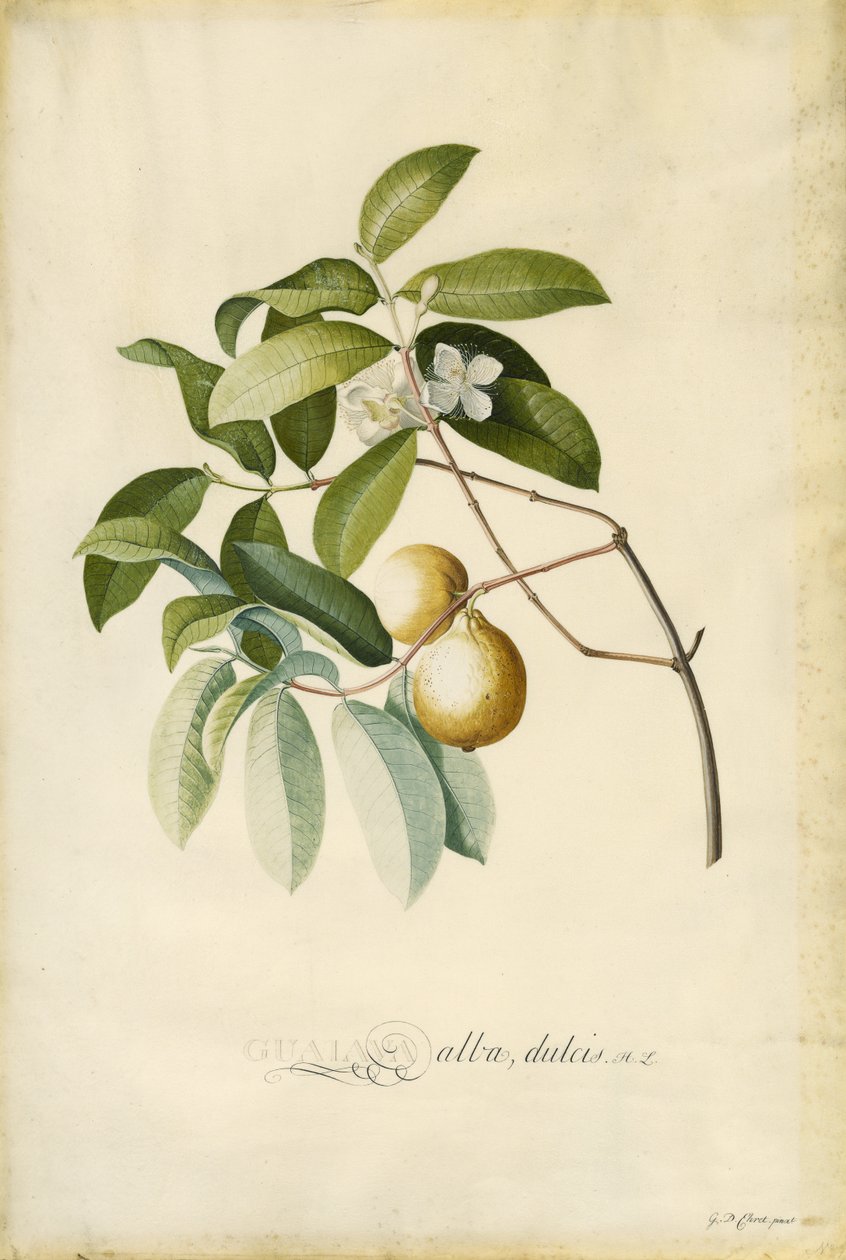 Gujawa autorstwa Georg Dionysius Ehret