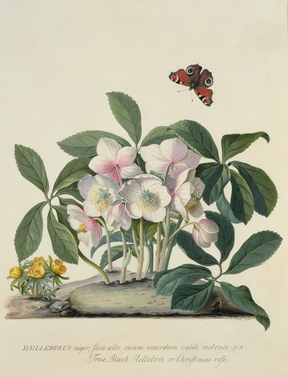 Helleborus Niger autorstwa Georg Dionysius Ehret