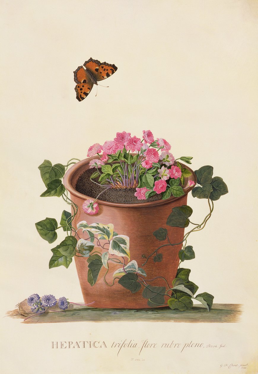 Hepatica trifolia (Nobilis), 1745 (gwasz na welinie) autorstwa Georg Dionysius Ehret