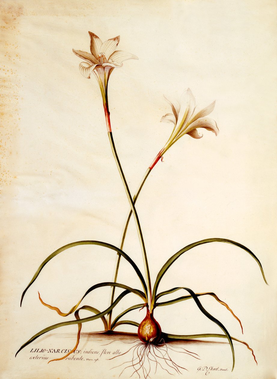 Lilio Narcissus, ok.1745 (ręcznie barwiony grawerunek) autorstwa Georg Dionysius Ehret
