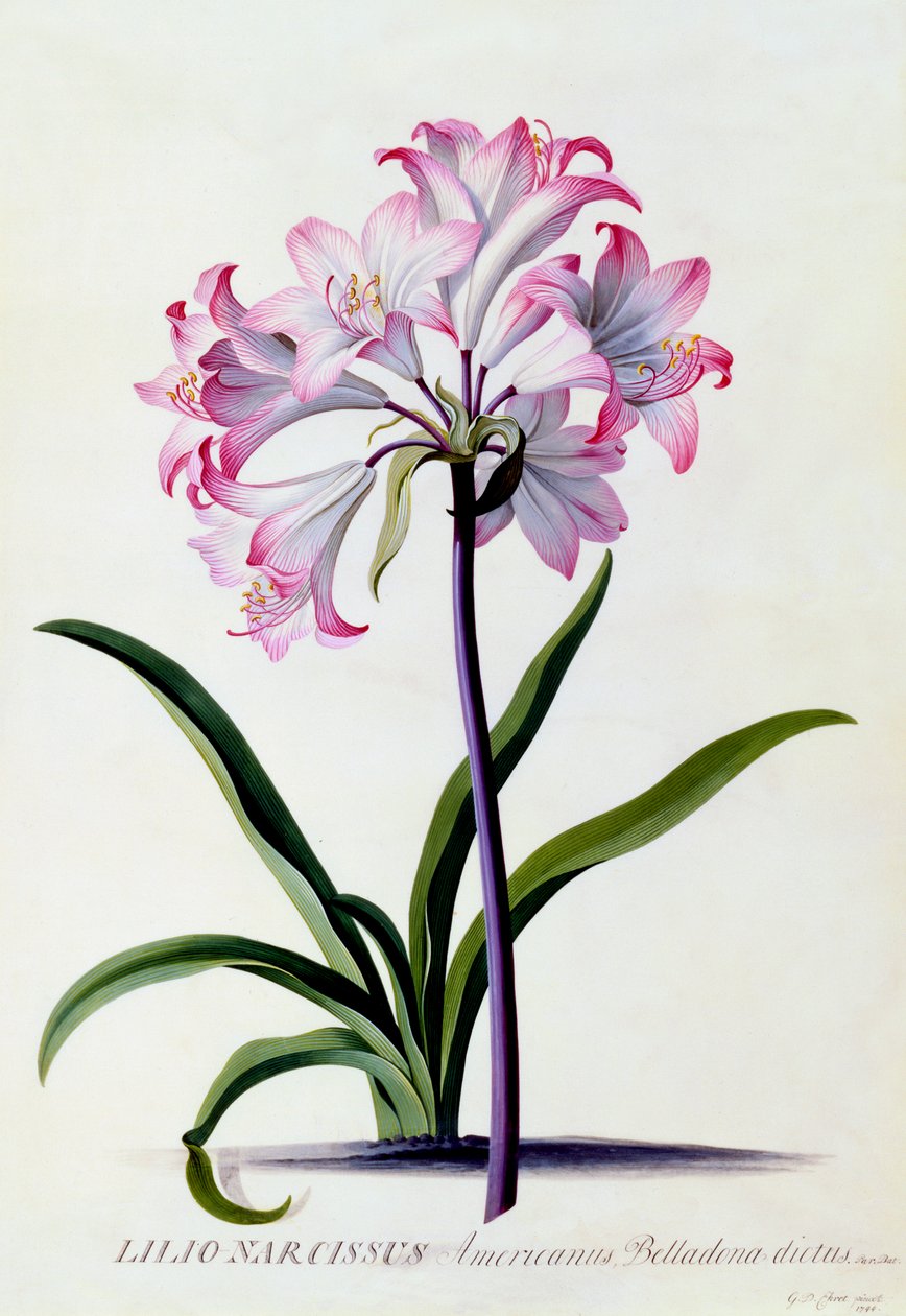 Lilio Narcyz, ok. 1930 r. 1744 ręcznie kolorowane grawerowanie. autorstwa "Georg Dionysius Ehret