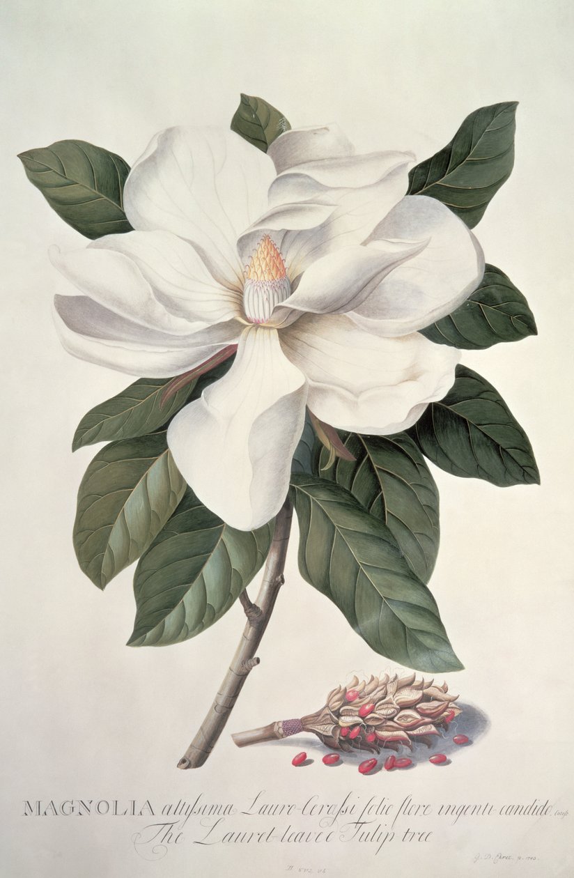 Magnolia autorstwa Georg Dionysius Ehret