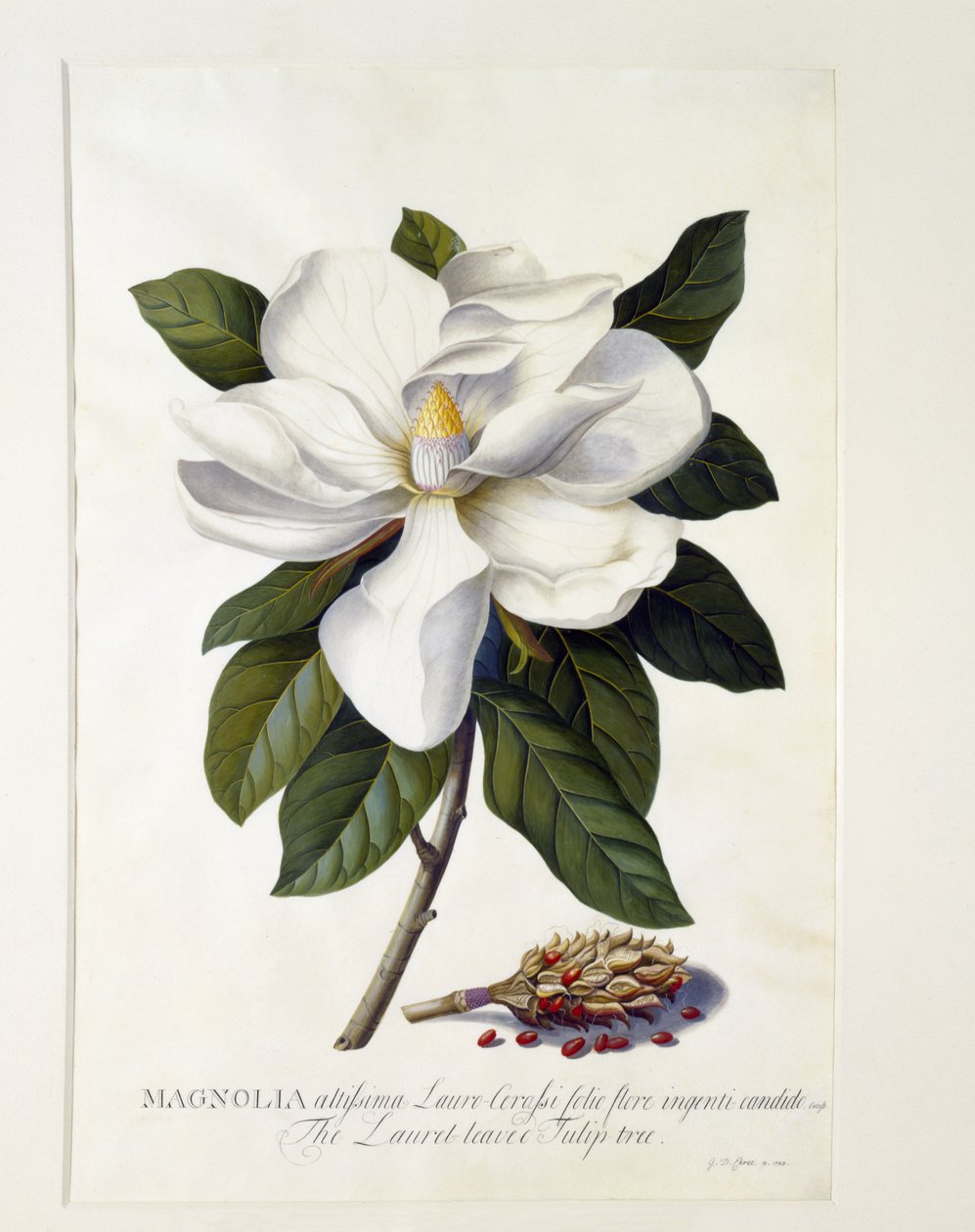 Magnolia grandiflora, ok. 1743 (rycina ręcznie kolorowana) autorstwa Georg Dionysius Ehret