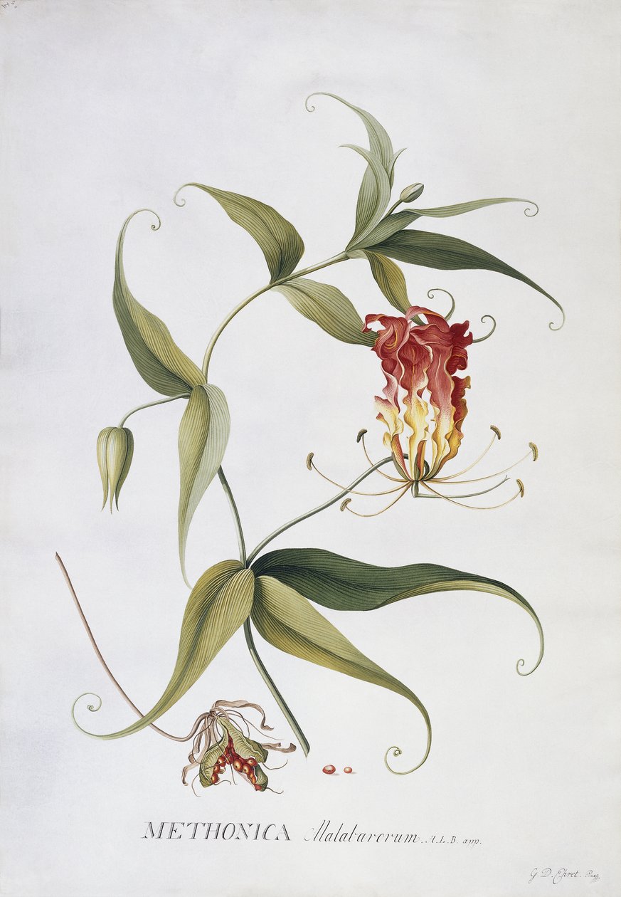 Metonika, autorstwa Georg Dionysius Ehret