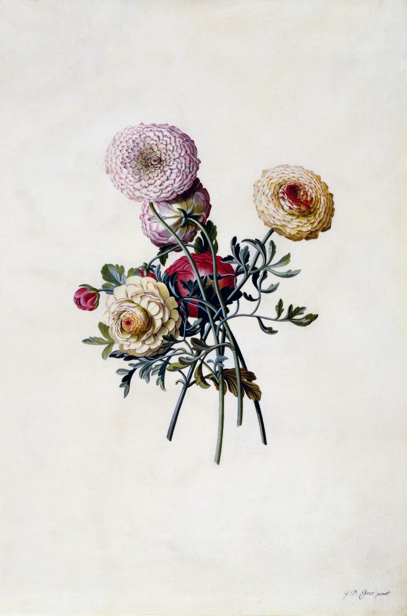 Mieszane Jaskiery, ok.1743 (ręcznie barwiony grawerunek) autorstwa Georg Dionysius Ehret