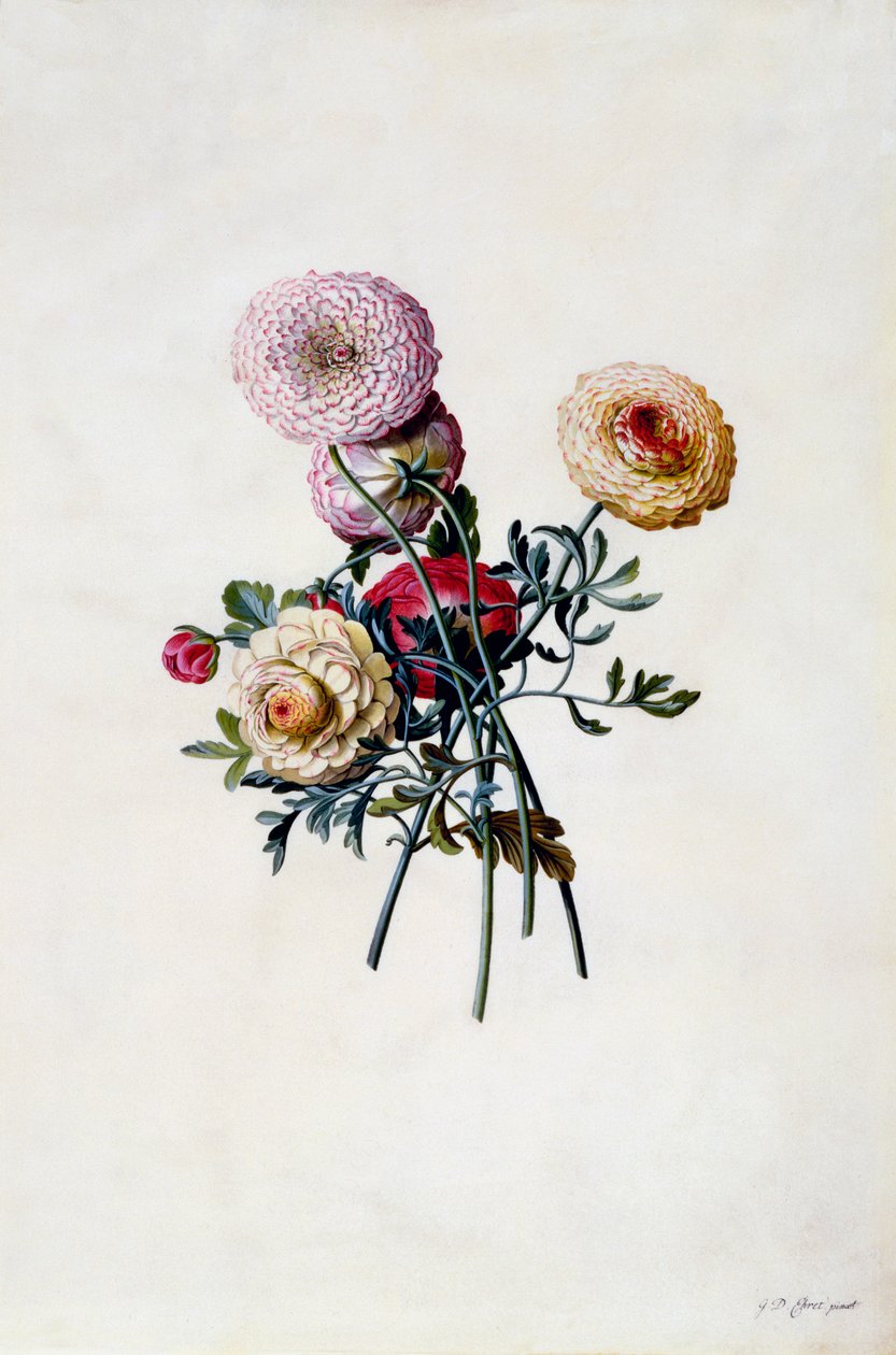 Mieszane Jaskiery, ok. 1743 ręcznie kolorowane grawerowanie. autorstwa "Georg Dionysius Ehret