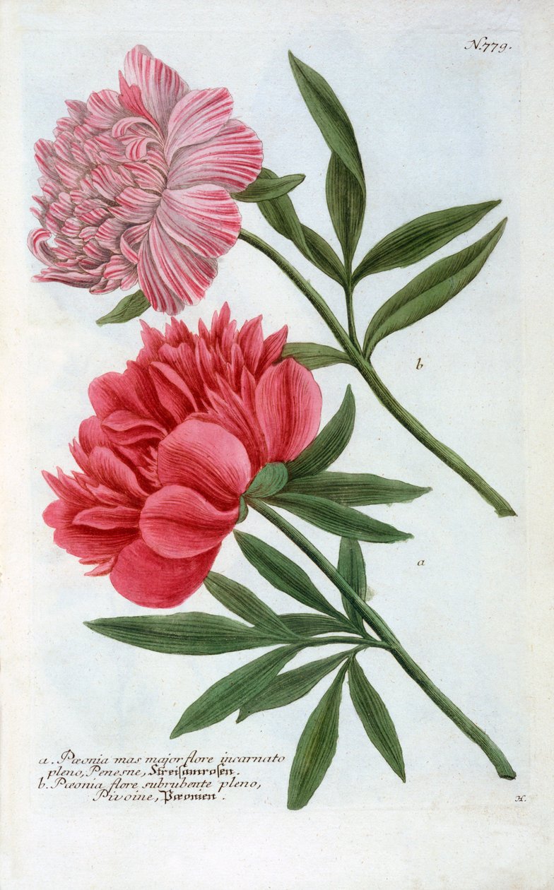 Paeonia, 1737 ręcznie kolorowany grawerunek. autorstwa "Georg Dionysius Ehret