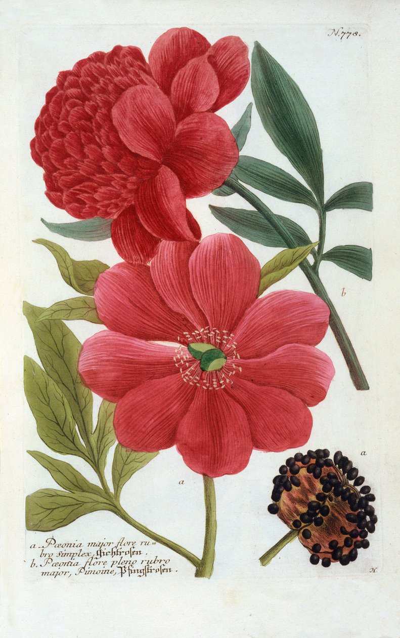 Paeonia, ręcznie kolorowany grawer. autorstwa "Georg Dionysius Ehret