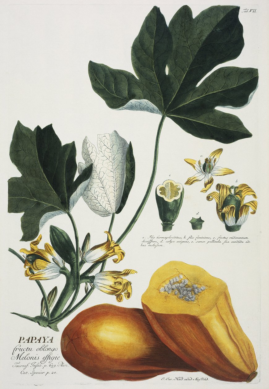 Papaja autorstwa Georg Dionysius Ehret