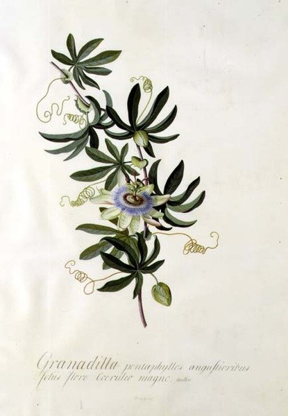 Kwiat pasji autorstwa Georg Dionysius Ehret