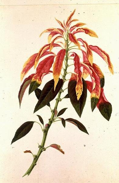 Pieris autorstwa Georg Dionysius Ehret