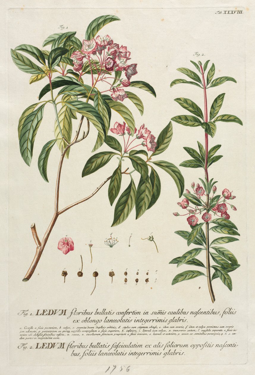 Wybrane rośliny 38 autorstwa Georg Dionysius Ehret