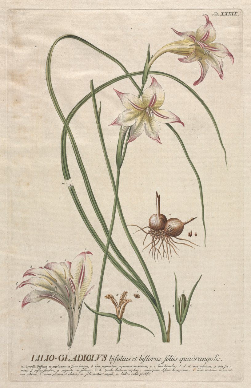 Wybrane rośliny 39 - Lilio-Gladiolus. autorstwa Georg Dionysius Ehret
