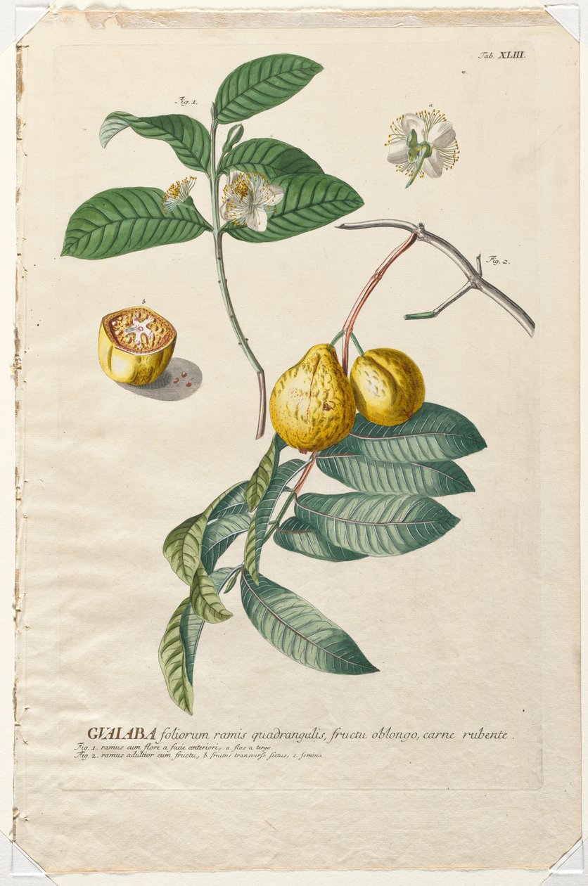 Wybrane rośliny 43 - Guaiaba. autorstwa Georg Dionysius Ehret