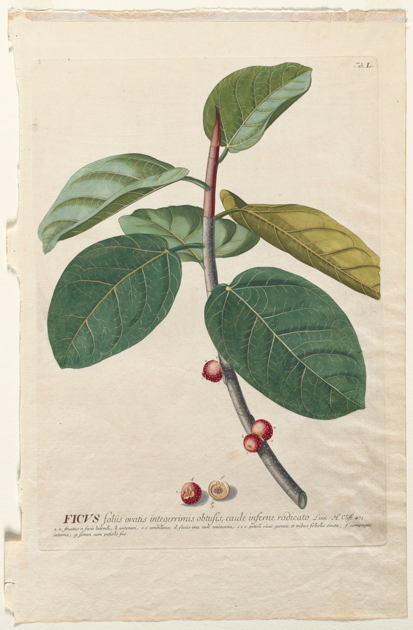Wybrane rośliny 50 Ficus autorstwa Georg Dionysius Ehret