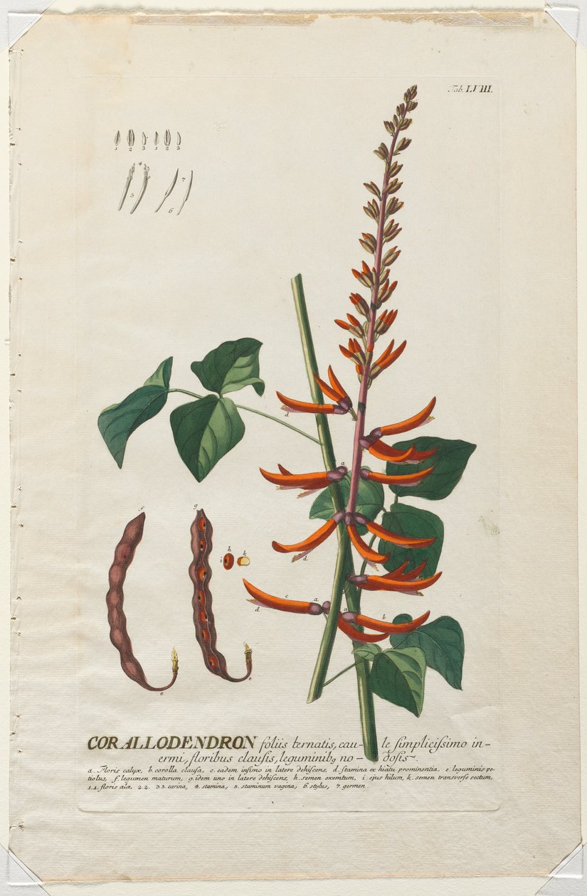 Wybrane rośliny 58 - Korallodendron. autorstwa Georg Dionysius Ehret