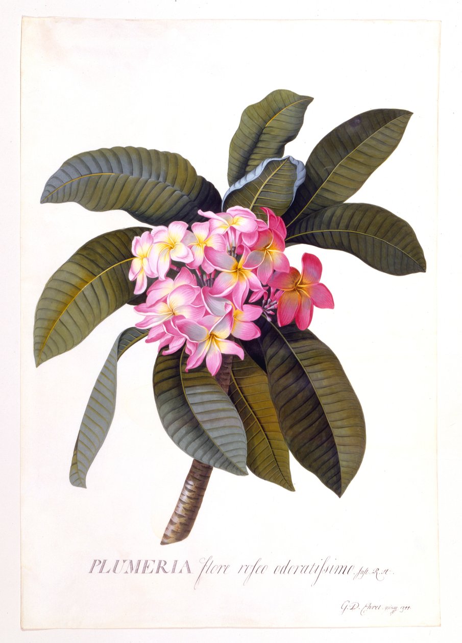 Plumeria, ok. 1744 ręcznie kolorowany grawerunek. autorstwa "Georg Dionysius Ehret