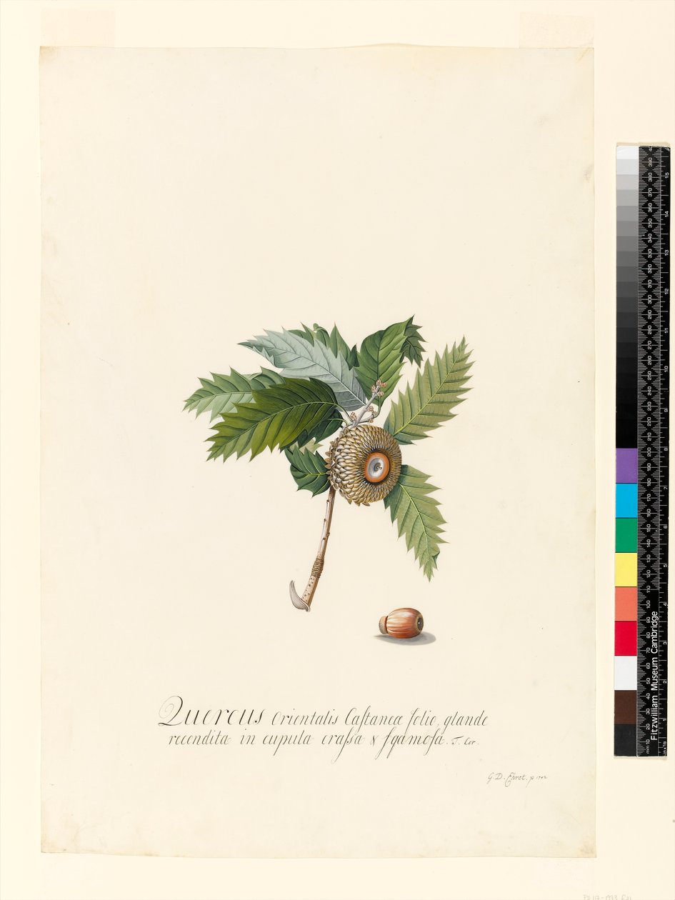 Quercus Orientalis, 1742 (toaleta i kolor nadwozia na welinie) autorstwa Georg Dionysius Ehret