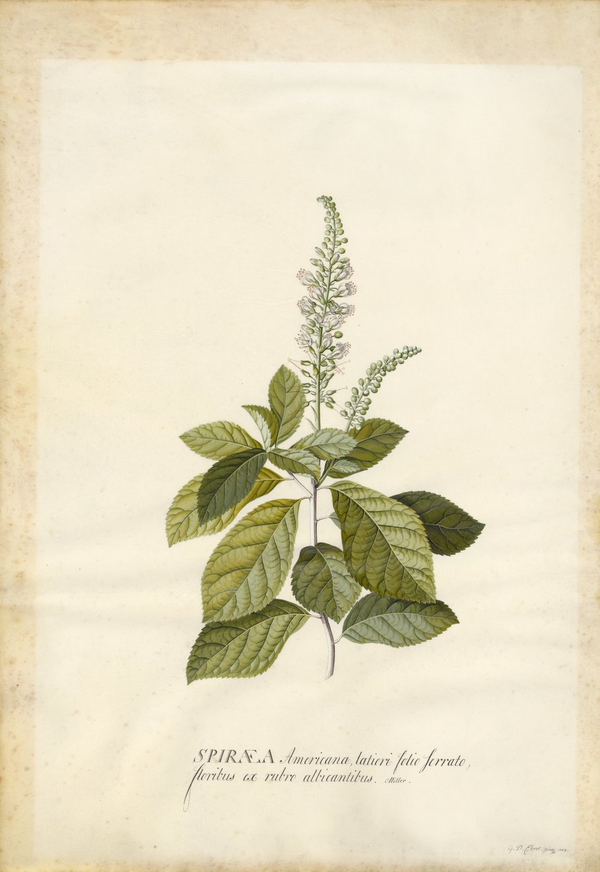 Spiraea autorstwa Georg Dionysius Ehret
