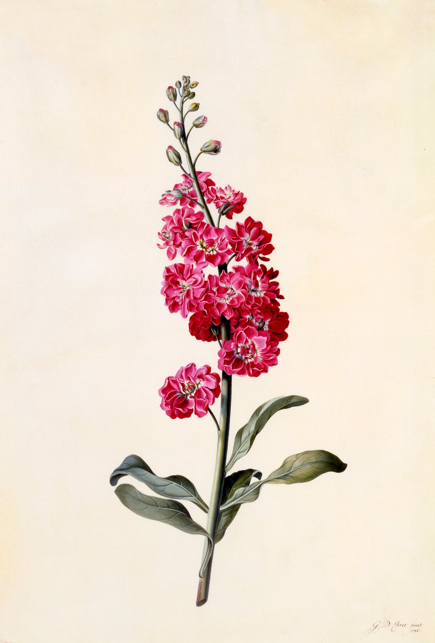 Zdjęcie Matthiola Incana, ok. 1930 r. 1746 ręcznie kolorowane grawerowanie. autorstwa "Georg Dionysius Ehret