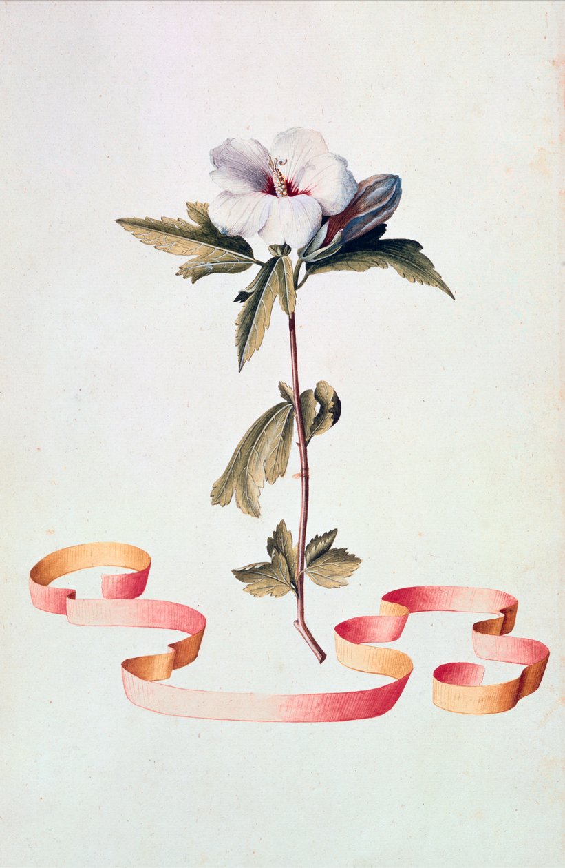 Biały hibiskus autorstwa Georg Dionysius Ehret