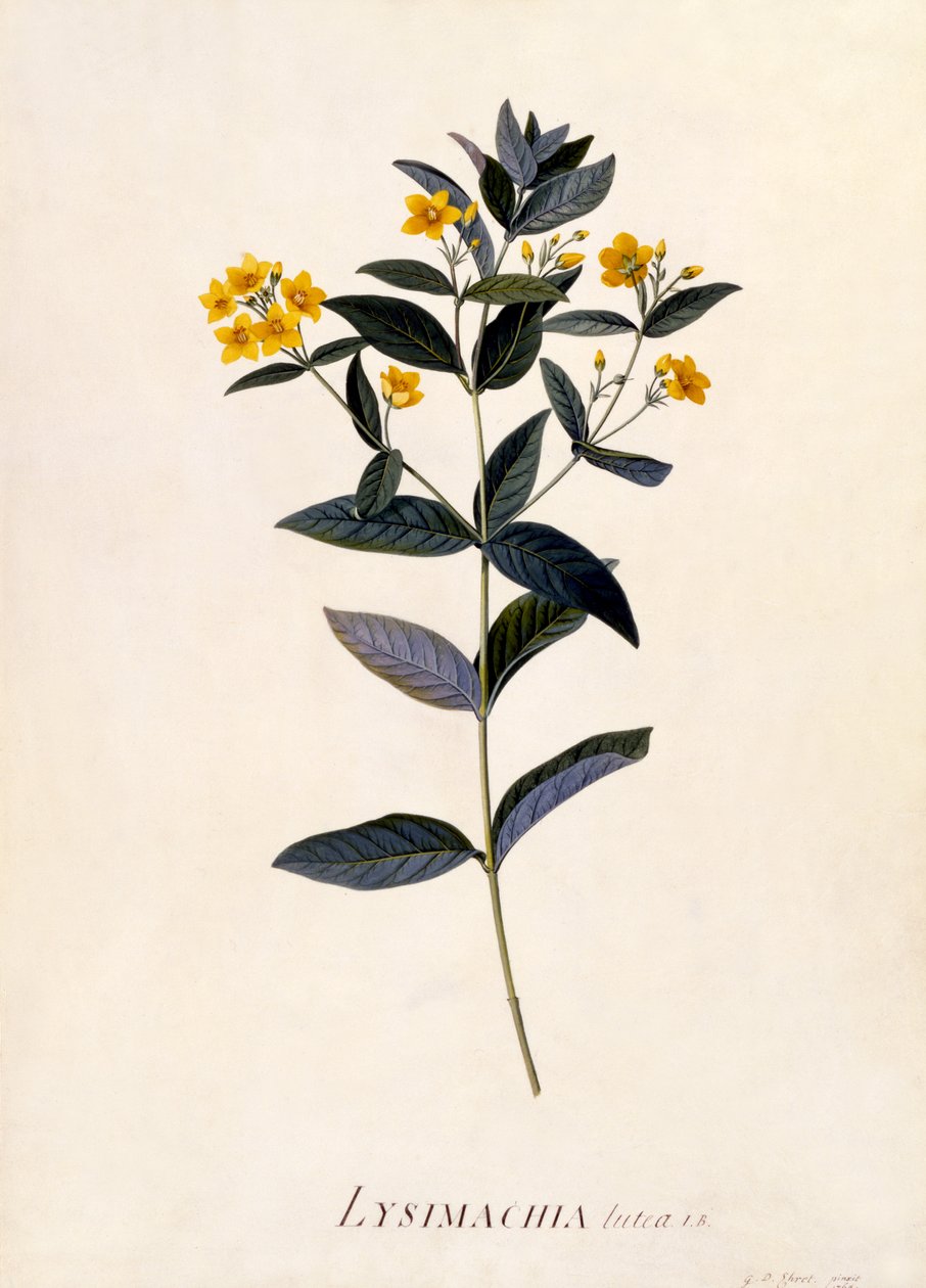 Yellow Loosestrife, ok. 1760 (ręcznie barwiony grawerunek) autorstwa Georg Dionysius Ehret
