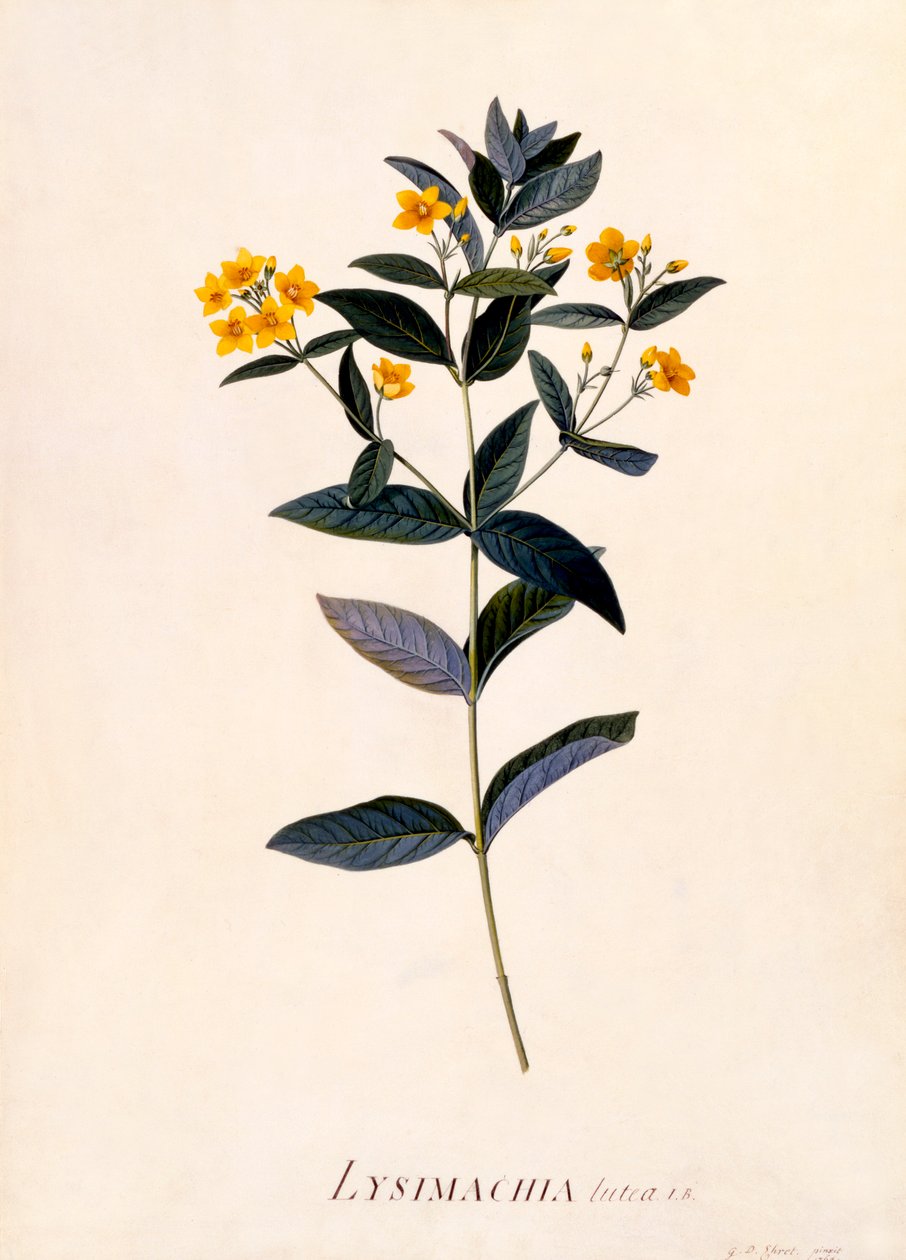 Żółta Loosestrife, ok. 1760 r. ręcznie kolorowany grawerunek. autorstwa "Georg Dionysius Ehret