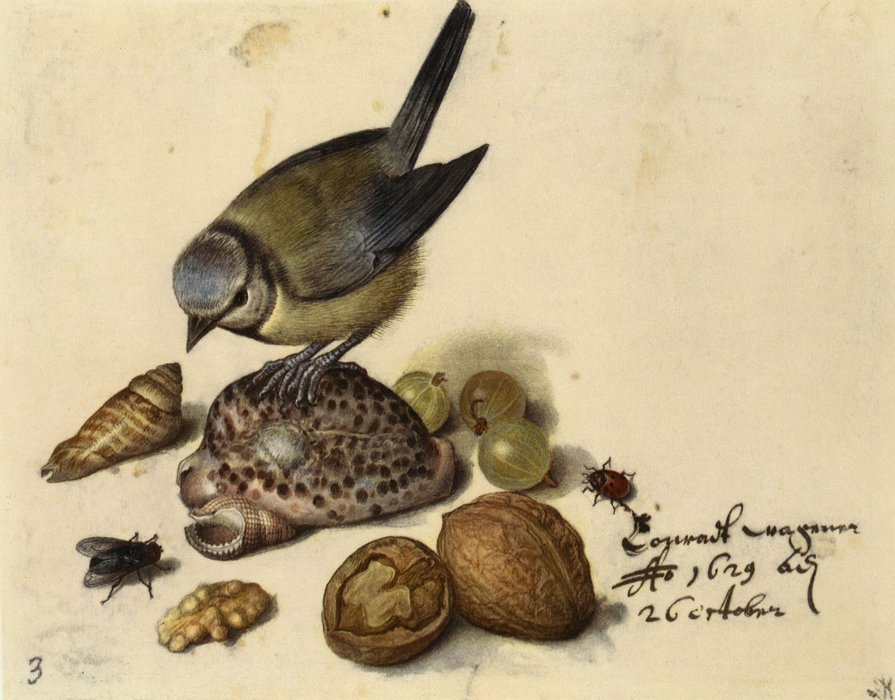 Martwa natura z modraszka, muszle, owoce i owady, 1629. autorstwa Georg Flegel