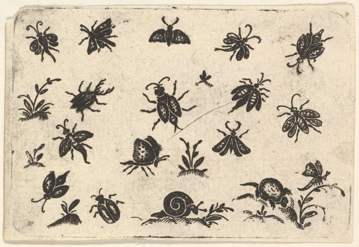 Małe motywy owadów i roślin, 1596. autorstwa Georg Herman