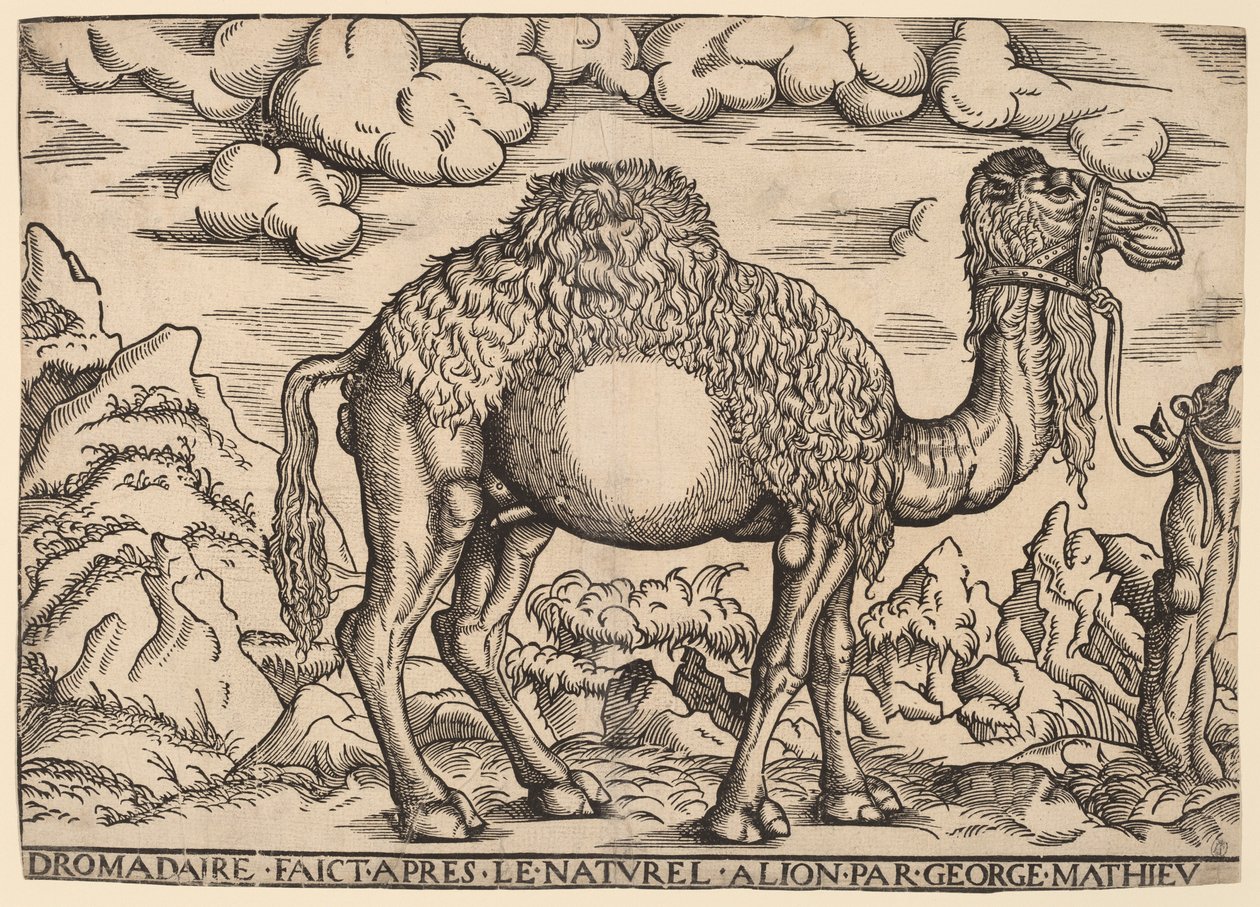 Dromader autorstwa Georg Mattheus