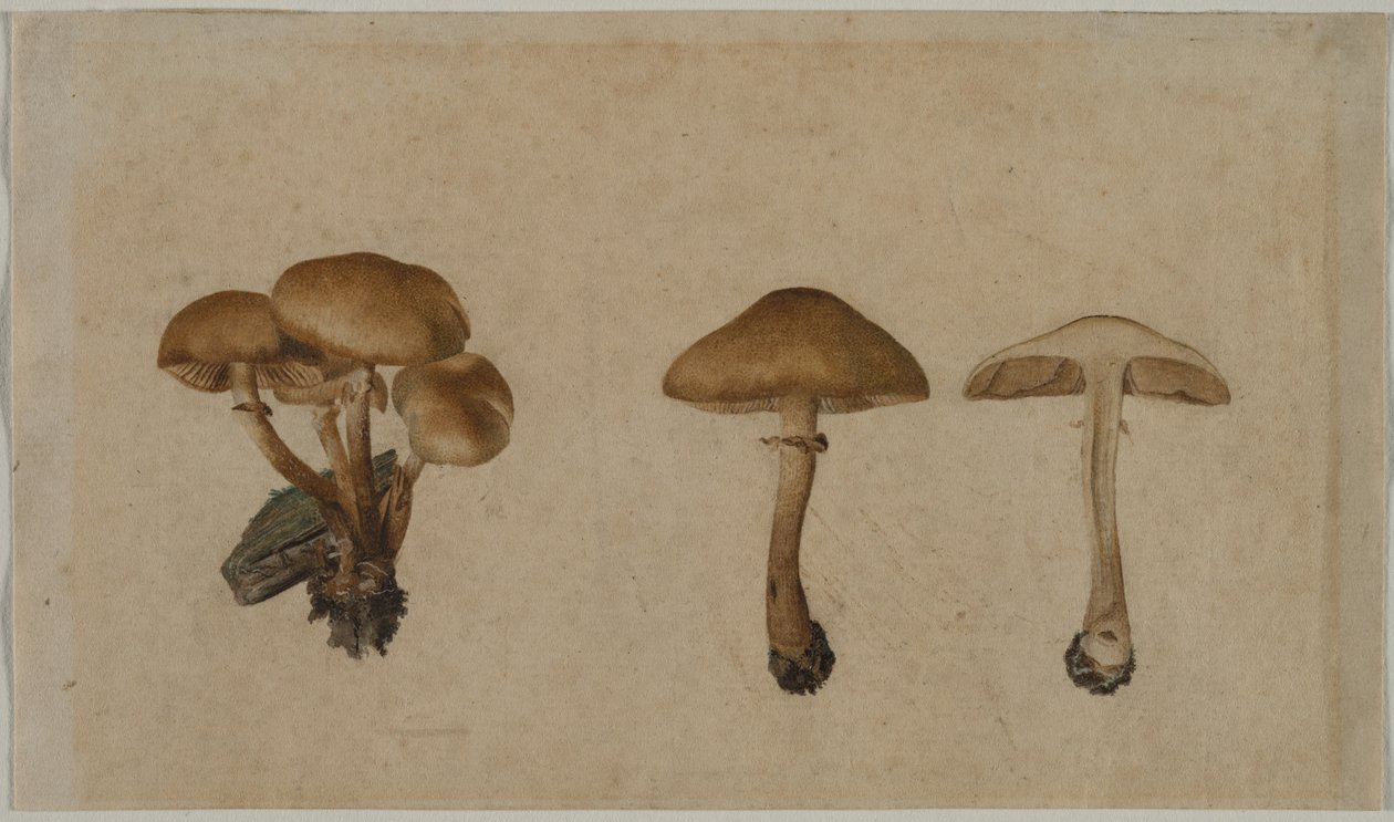 Grzyby autorstwa Georg Wilhelm Baurenfeind