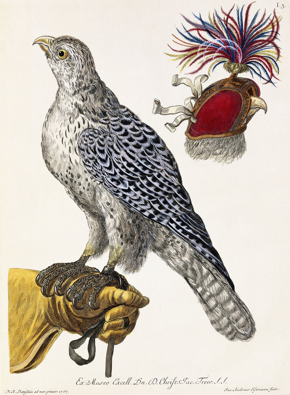 Sokolnictwo, płyta 3, z „Delights of Nature Selected”, 1771 autorstwa Georg Wolfgang Knorr