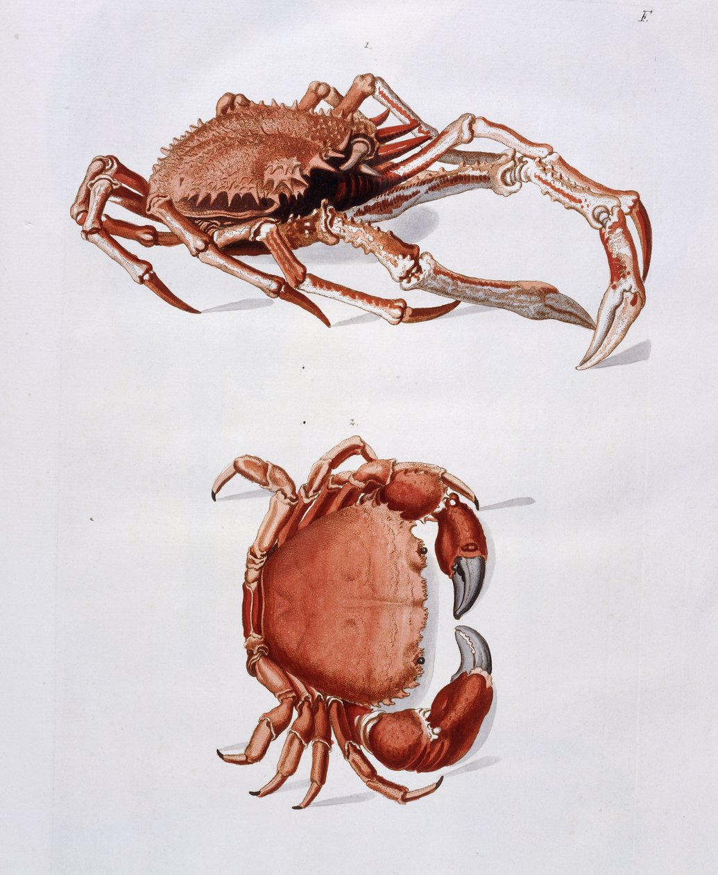 Ilustracja homara i kraba, autorstwa Georg Wolfgang Knorr