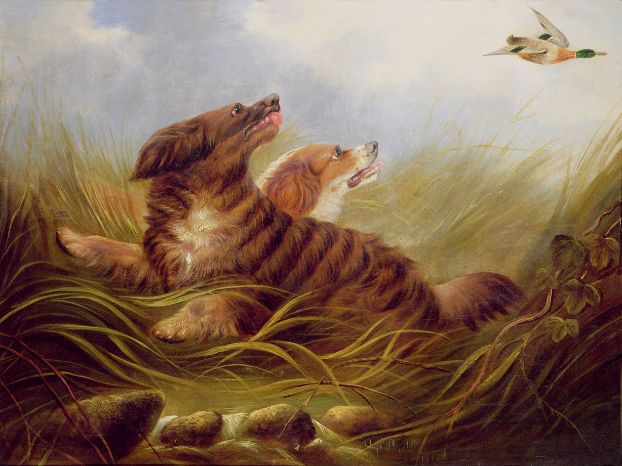 Spaniele miotające się autorstwa George Armfield