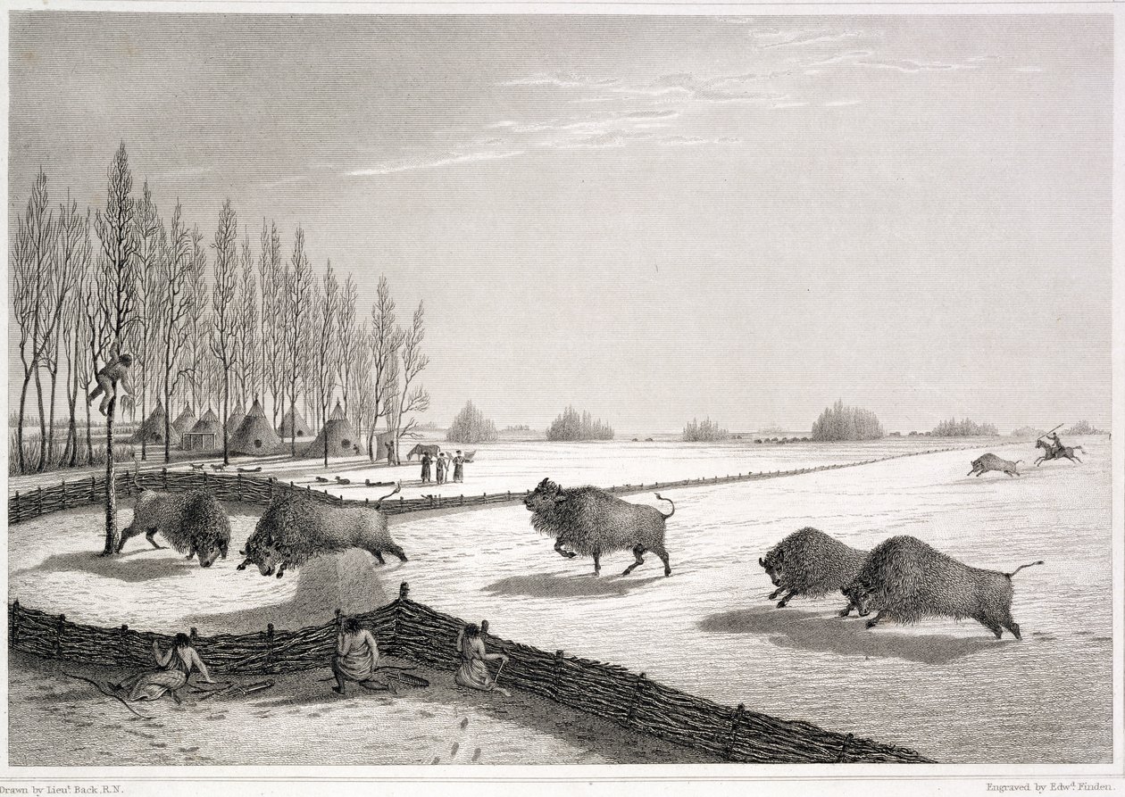 Funt bizon, z "Narracji o podróży do wybrzeży Morza Polarnego w latach 1819-22" Johna Franklina (1786-1847) rytowany przez Edwarda Findena (1791-1857) 1823 autorstwa George Back