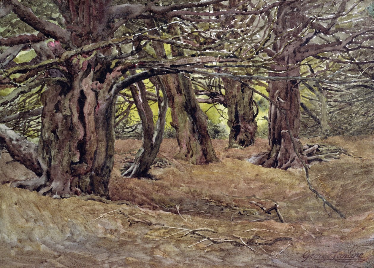 Cisy w Old Yew Wood, posiadłość hrabiego Radnora, niedaleko Salisbury (akwarela) autorstwa George Carline