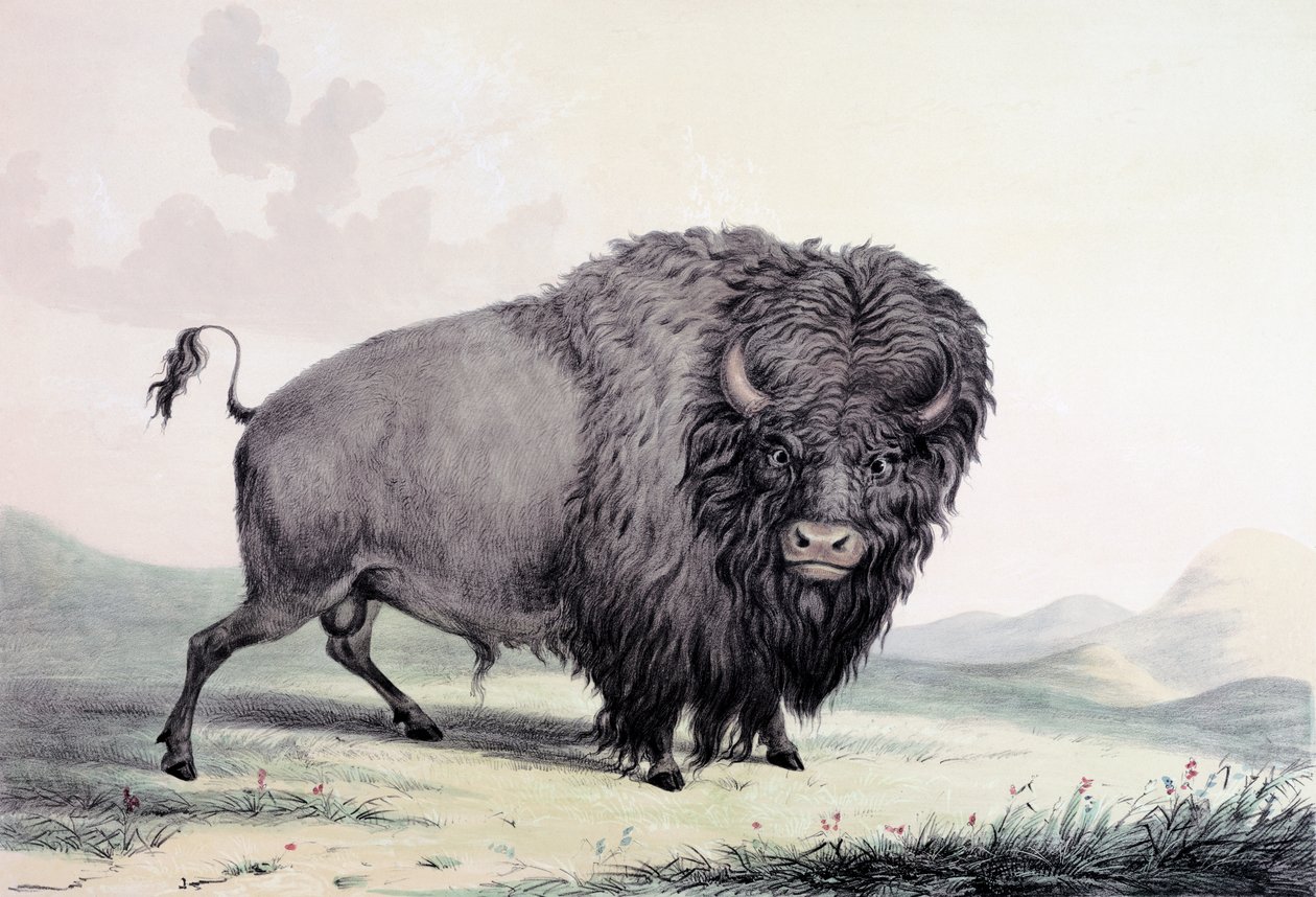 Wypas byka Buffalo autorstwa George Catlin